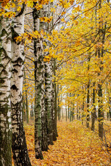 Sticker - sun in a golden birch grove in autumn in october