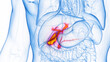 3D rendered Medical Illustration of Male Anatomy - Gallbladder.