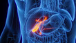 3D Rendered Medical Illustration of Male Anatomy - The Gallbladder.