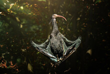 Northern Bald Ibis (Geronticus Eremita) Basks In The Sun With Outstretched Wings On A Branch