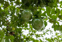 Various Passion Fruits (Passiflora Edulis) Known As Maracuya Hanging On A Branch, A Vine Species Of Passion Flower