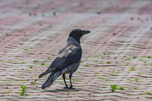 Hooded Crow (Corvus Cornix) Standing And Watching On A Paved Road