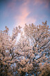 White blossom spring tree with pink sunset clounds