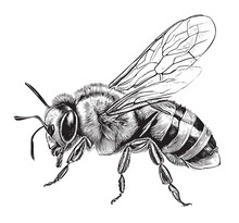 Bee Sitting Hand Drawn Sketch Insects Vector Illustration