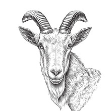 Farm Goat Portrait Hand Drawn Sketch Farm Cattle Vector Illustration.
