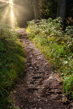 Mystical Forest Path Enlighted By  Sun Rays