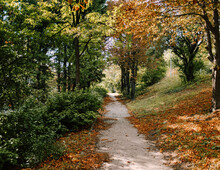 Forest Path In Fall Colours