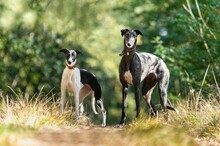 Two Sighthounds On A Forest Path