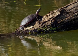 Wall Mural - Closeup shot of a turtle on wood