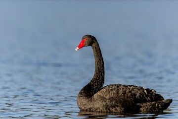 Sticker - Closeup of a graceful black swan, Cygnus atratus swimming on a lake