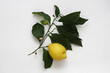 Lemon branch with lemon fruit, leaves and flower on a white background. Top view. Photo from above.