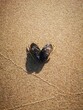 Vertical close-up shot of mussels on a sandy beach