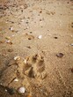 Vertical close-up shot of a paw print on a sandy beach
