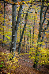 Sticker - Strazov mountains, Slovakia, seasonal natural scene