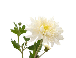 Wall Mural - One white chrysanthemum.