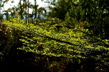 Closeup shot of lush green branches of a tree