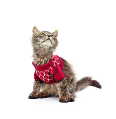 Canvas Print - Kitten in knitted sweater looking up.