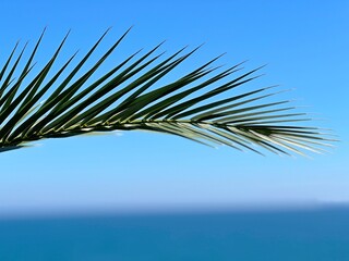 Palm tree leaf on blue sky sea.