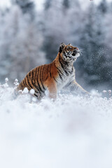 Wall Mural - male Siberian tiger (Panthera tigris tigris) hunting something above himself