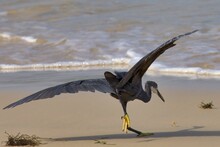 Great Blue Heron (Ardea Herodias) On A Sandy Beach