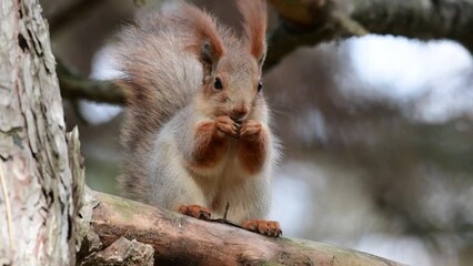 Wall Mural - Eurasian red squirrel Sciurus vulgaris close up. The animal is sitting on a tree branch and eating a nut.