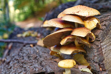 Mushrooms In The Forest On A Log