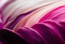 Close Up Of Pink Fluid, Close Up Of Pink Petal, Fluidity, Element, Pink,  Pink Silk Background, Illustration, Digital