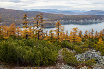 Wall Mural - Beautiful autumn landscape. View from the mountain to the sea bay and mountains. Yellow-crowned larch trees and thickets of evergreen dwarf pine on a mountain slope. Magadan region, Far East of Russia