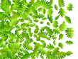 Green leaves vector background.