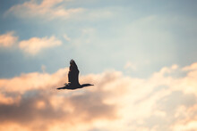 Silhouette Of Flying Bird, Cormorant Flying In The Sky