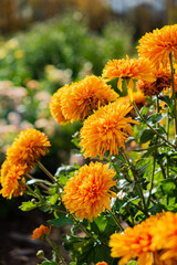 Sticker - chrysanthemum flower in sunlight in autumn