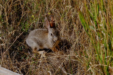 rabbit in tall grass