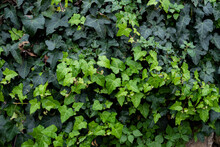 Ivy On The Wall, Close Up, Background, Texture