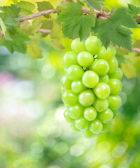 Wall Mural - Bunch of Sweet green grape over green natural garden Blur background, Shine Muscat Grape with leaves in blur background.