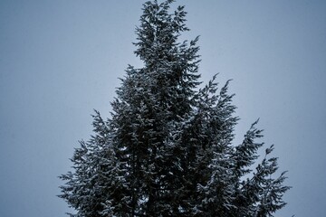 Sticker - Single coniferous tree partially covered with snow under the blue sky