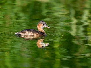 Wall Mural - Little Grebe swimming in green water