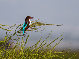 Wall Mural - White-throated Kingfisher perched on green plant