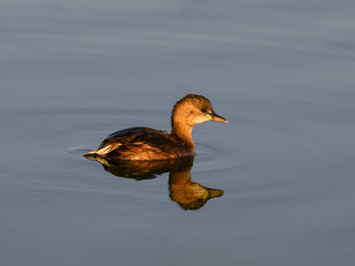 Wall Mural - Little Grebe swimming in blue water