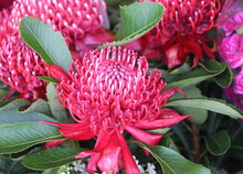 A New South Wales Waratah Red Flower