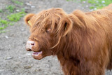 Fototapeta Miasto - highland cow with horns
