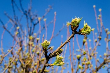 Wall Mural - Closeup shot of the young green leaves blooming on the tree, unblown bud of fruit tree in spring.