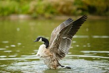 Canadian Goose In The Lake