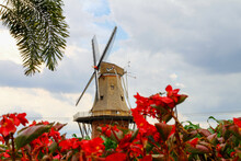 Holambra's Windmill And Flowers 