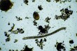 insect parasite in the soil in australia