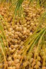 Wall Mural - raw dates in growers' mobile, yellow dates, fresh dates in the field, Fruit on the palm tree, Close-up view of date palm,