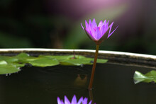 An Image Of A Purple Water Lily Planted In A Pot In Full Bloom With Light.