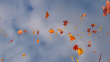 Holiday Background With Fall Leaves Blowing In The Wind. Cloudy Sky Banner With Copy-space.
