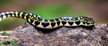 Checkered Garter Snake Animal. Illustration Artist Rendering