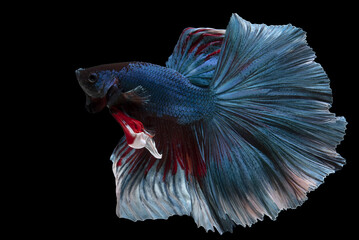 Wall Mural - Beautiful movement of blue red betta fish, Siamese fighting fish, Betta splendens isolated on black background. Studio shot.