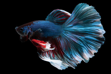 Wall Mural - Beautiful movement of blue red betta fish, Siamese fighting fish, Betta splendens isolated on black background. Studio shot.